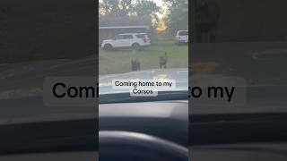 Coming home to my Corsos canecorso canecorsoitaliano corso bigdog mastiff italianmastiff dogs [upl. by Ovid]