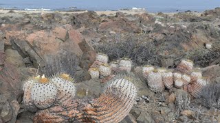 Obscenity on the Coast  Monttea chilensis amp Copiapoa gigantea Cameo by Dennis Farina [upl. by Norrat]