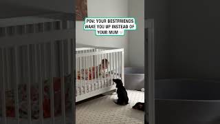 These dachshunds wake this baby in the most wholesome way 🥹 🤍 🎥 Contentbible [upl. by Htilil]