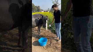 Aaj bheso ko bhi garam paani se nehlaayaminivlog dailyshorts shorts family familyvlog village [upl. by Buke]