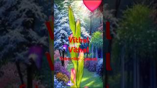 Vithal vithal vithala hari music song navratrispecial love [upl. by Idnahr813]