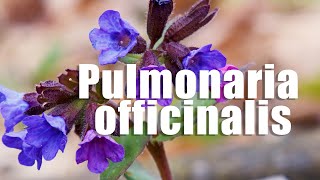 Pulmonaria officinalis [upl. by Deena]