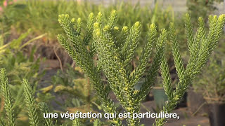 La biodiversité en NouvelleCalédonie [upl. by Haleigh594]