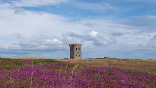 Swallows flying over purple blooming heather in Ireland [upl. by Sophie708]