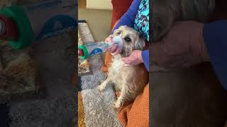 Border Terrier Mali uses an inhaler [upl. by Gay]