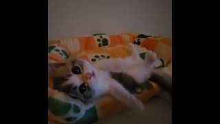 cat catlover kitten kittendoll 고양이 고양이일상 아기고양이 cutecat cute babycat [upl. by Ilrak911]