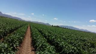 Inspección a chiles jalapeños con fertilizacion organica en la region de aldama al 15 de julio [upl. by Roddie659]