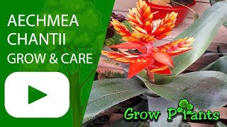 Aechmea chantii  grow amp care [upl. by Brackett]