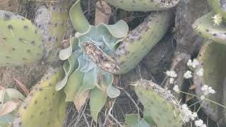 Dudleya pulverulenta Live Forever Rock Plant [upl. by Amuwkuhc]