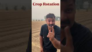 80 quintal wheat production [upl. by Goodkin]