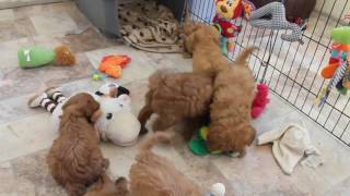 Cavoodle Puppies 6 Weeks Old Adelaide Cavoodles [upl. by Ecnedurp]