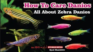 How to care Danios Fish Zebra Danio care Danios [upl. by Leiria]