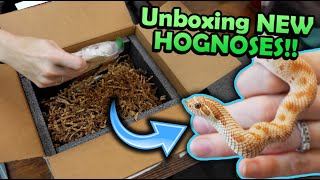 Unboxing New Hognose Snakes new morph projects [upl. by Yrailih]