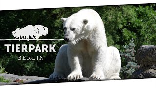 Rundgang durch den Tierpark Berlin Tiere hautnah erleben  14052024 [upl. by Fredericka]