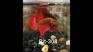 RIT308 Super Red Splendens Spade Tail Wild Male Betta [upl. by Yoc]