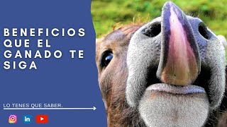 Propuestas para MEJORAR LA GANADERIA BENEFICIOS que el animal te siga 🤠 [upl. by Acnaib]