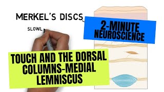 2Minute Neuroscience Touch and the Dorsal ColumnsMedial Lemniscus [upl. by Ohara]