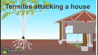 How do Termites get into a house  Brisbane  Australia [upl. by Niwdog665]