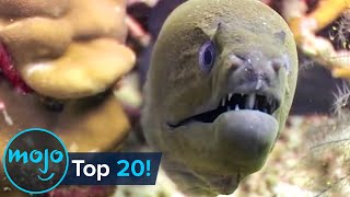 Top 20 Most Dangerous Ocean Creatures in the World [upl. by Blondelle]