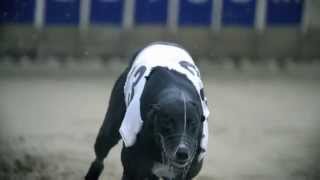 Carrera Perro Galgo Ingles en Camara Lenta Slow Motion [upl. by Ettenot]