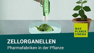 Zellorganellen  Pharmafabriken in der Pflanze [upl. by Reginald]