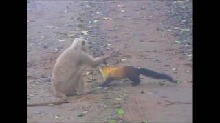 Yellowthroated martens launch a ferocious attack on a langur [upl. by Lemrahs221]