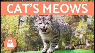 Cats Meows and What They Mean [upl. by Kassandra443]