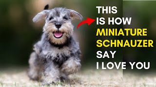 12 Sign Shows Your Miniature Schnauzer Dog Loves You But you Dont Know [upl. by Goldfarb]