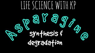 ASPARAGINE Synthesis amp DegradationVlog 18 [upl. by Ileak]