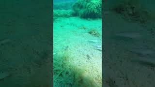 These little fish are Gobies They eat Zebra muscles and are curious about my dive light 🧐😂 [upl. by Rooke]