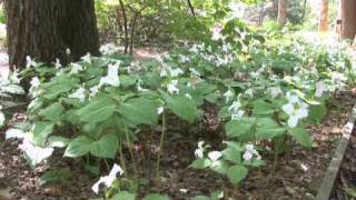 Learning About Trillium [upl. by Garges757]