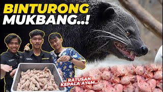 MENDEKATI KELAHIRANNYA BINTURONG GW JADI RAKUS RATUSAN KEP4LA AYYAM DI LAHAP [upl. by Epillihp624]