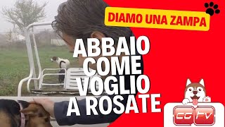 CGTVChannel  Una visita al Rifugio Abbaio come voglio di Rosate [upl. by Sheelah]