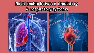 Understanding the relationship between respiratory and circulatory systems [upl. by Poirer]