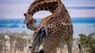 Animals pooping in wild nature Ultra HD [upl. by Siroval]