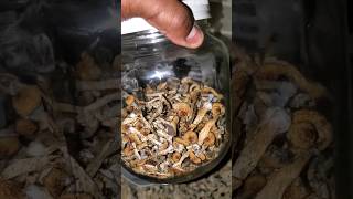 Time amp Temp to Dehydrate Mushrooms 🍄 mycology [upl. by Luby]