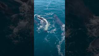 Captivating humpbacks 💙 ocean fyp reel asmr [upl. by Filemon]