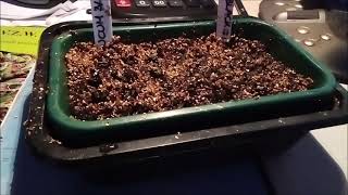 How to  Germination banana seeds [upl. by Heber]