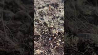 An Ellensburg Blue Agate in its Natural Habitat [upl. by Cerf]