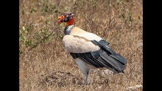 King Vulture behavior in the Wild  Brazil Set 2023 [upl. by Akeirahs269]