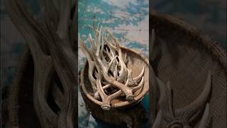 Kohl from deer antlers 😮 chineseculture handmade ytshorts [upl. by Adnorhs]