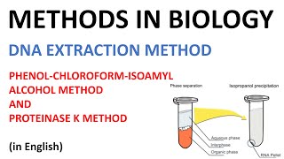 DNA extraction methods  Phenol Cholorofom Isoamyl Alcohol method and Proteinase K method English [upl. by Jessi247]