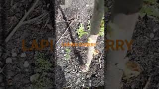 LAPINS CHERRYBeautiful sweet large CHERRY treeCHERRY elifsgarden LIKE 🙏 share and subscribe [upl. by Mezoff]