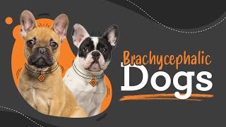 BOAS brachycephalic obstructive airway syndrome [upl. by Frydman33]