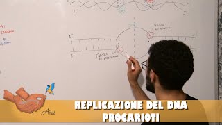 Replicazione del DNA [upl. by Khano]