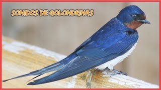 SONIDOS de GOLONDRINAS 50 minutos 🐦🎶🔊 [upl. by Gaut]