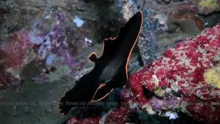 Platax pinnatus Batfish [upl. by Karia118]