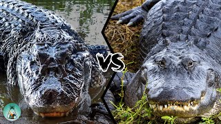 AMERICAN ALLIGATOR VS BLACK CAIMAN  Which is the strongest [upl. by Ihp144]