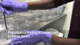 Breeding Zebrafish [upl. by Micheline]