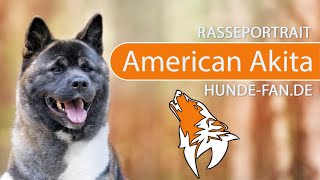 ► American Akita 2018 Rasse Aussehen amp Charakter [upl. by Annayak]